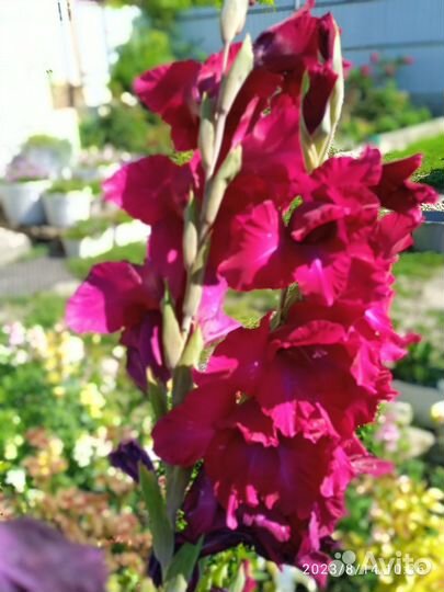 Гладиолусы луковицы