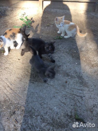 Котята в добрые руки мальчики, девочки