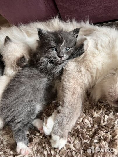 Кошки в добрые руки бесплатно