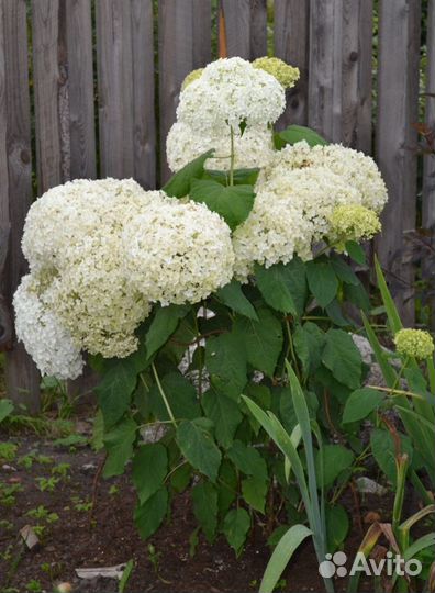Гортензия саженцы