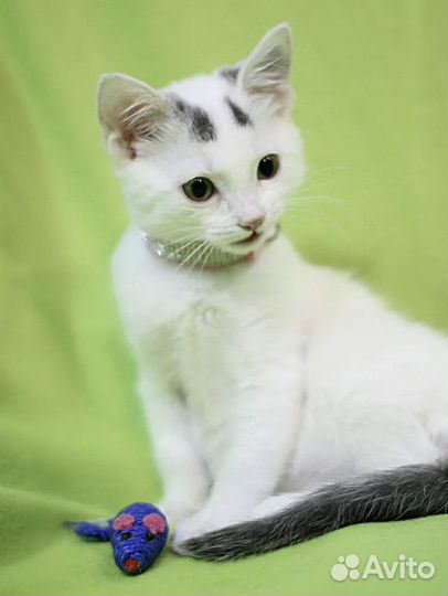 Котёнок девочка в добрые руки