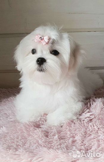 Роскошные щенки мальтезе