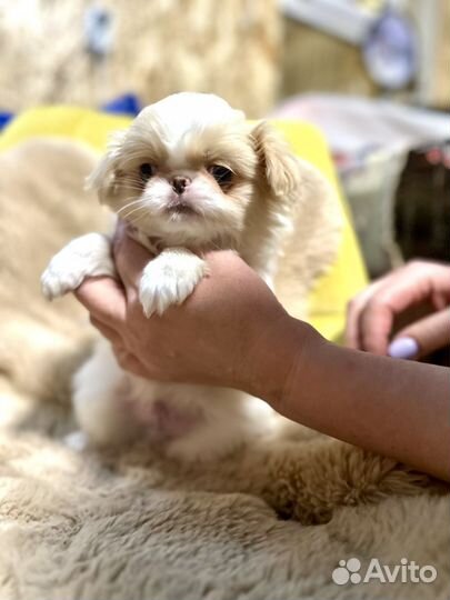 Японский хин