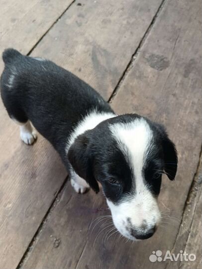 Русский спаниель