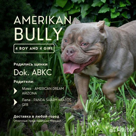 Кобель. Американский булли