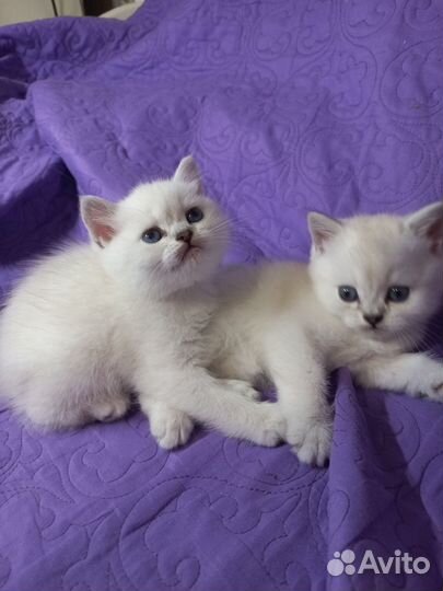 Британские котята серебристая шиншилла