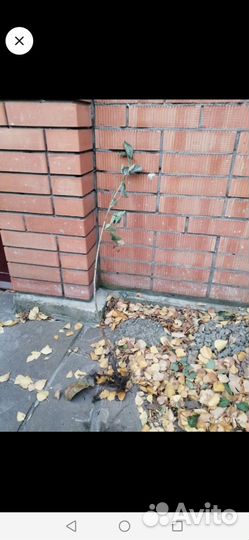 Саженцы вышня владимировка