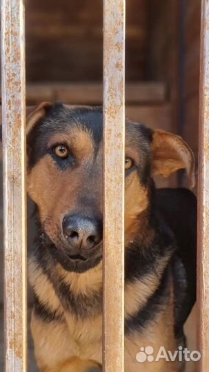 Потрясающий пёс из приюта ищет дом