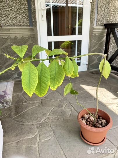 Лимон Мейера