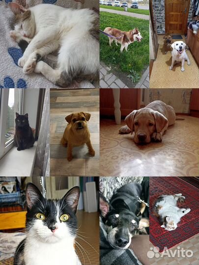 Передержка животных и выгул собак