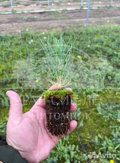 Горная сосна Мугус с зкс сеянцы