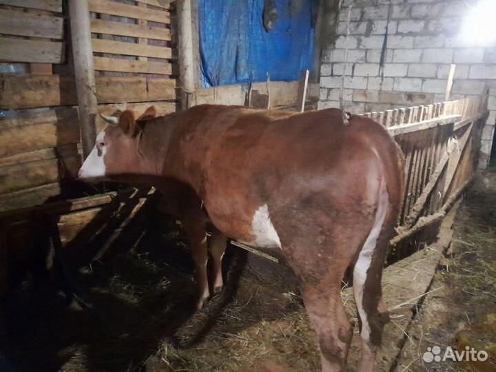 Телки на мясо