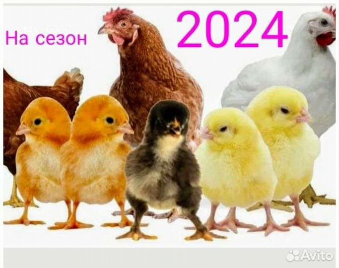Куры,цыплята бройлер,цесарки,индюк,утята,гуси,яйцо
