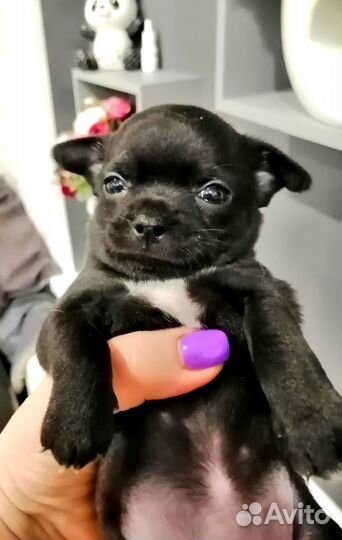 Щенки чихуахуа