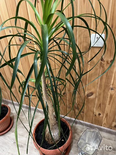 Бокарнея нолина