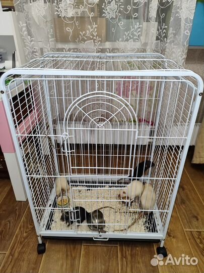 Крысы Дамбо