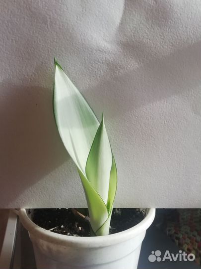 Сансивьерия Муншайн