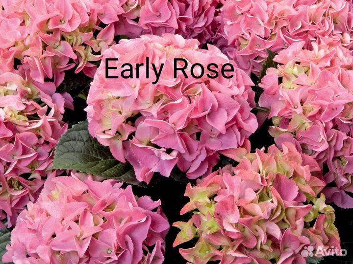 Гортензия крупнолистная саженцы