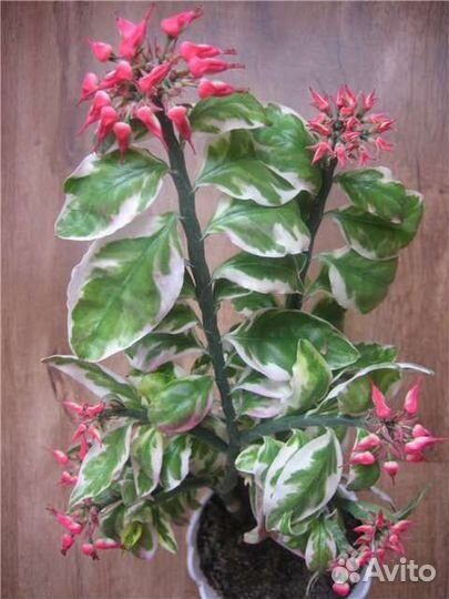 Педилантус