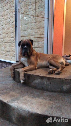 Собака боксер