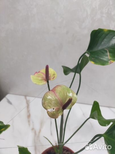 Антуриум Ягуар Грин