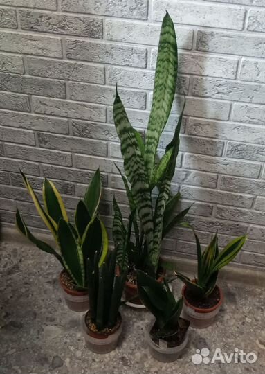 Сансевиерии сортовые