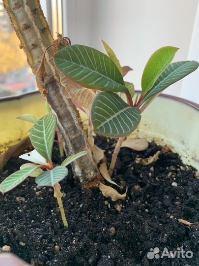 Молочай детки