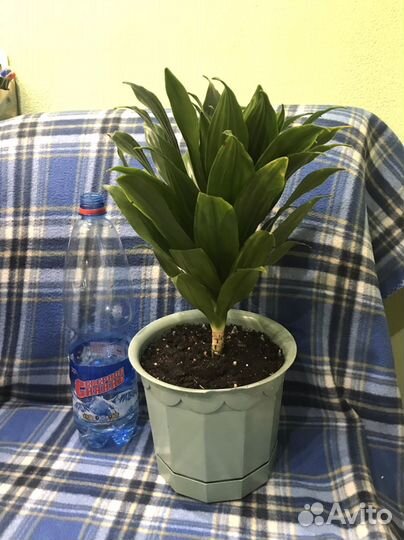 Пальма драцена цветы