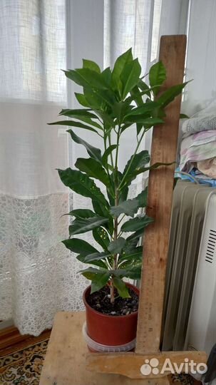 Комнатные цветы:кротон'ы