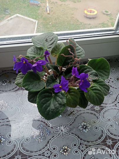 Фиалки продажа