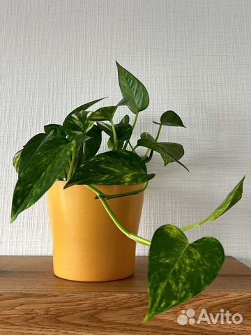 Эпипремнум срезы и 1 взрослый