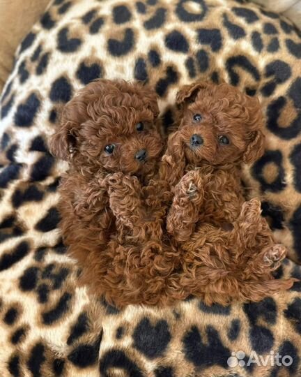 Той-пудель. Лимитированные и редкие щенки