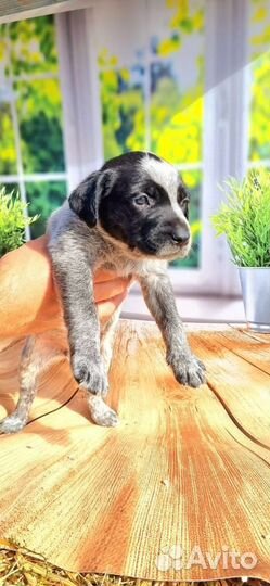 Щенок девочка