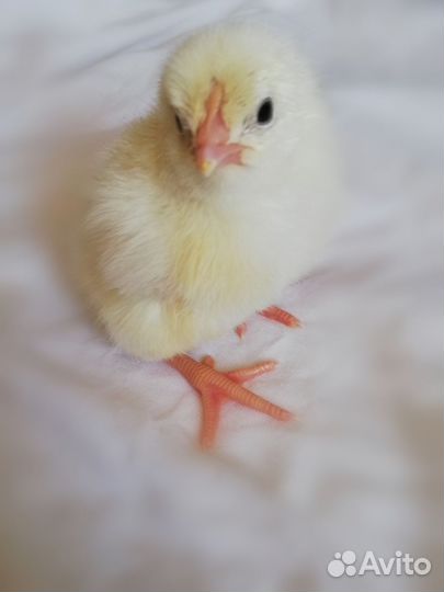 Леггорн цыплята суточные