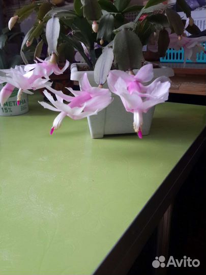 Декабрист Шлюмбергера,разные цвета