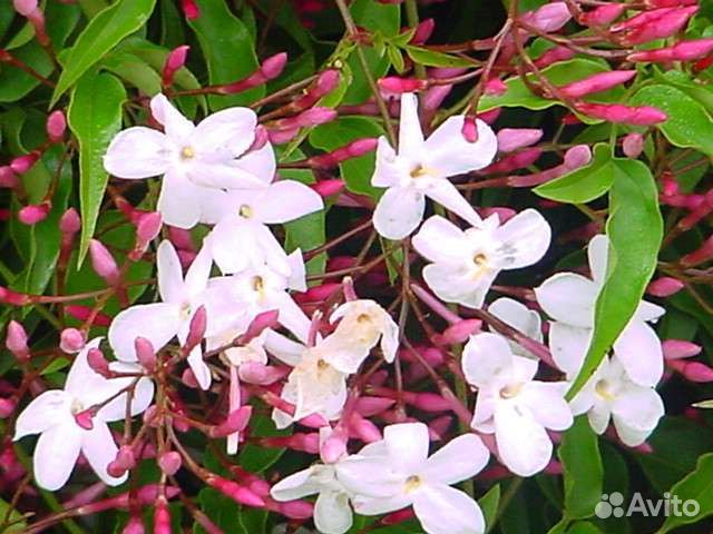 Саженцы жасмина в ассортименте