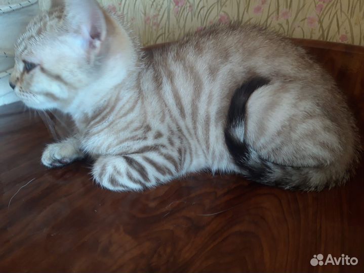 Котенок серебристый табби