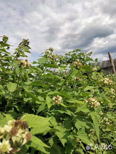 Саженцы ежемалины