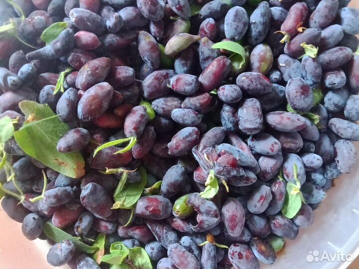 Жимолость ягоды