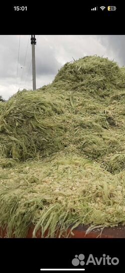 Силос кукурузный