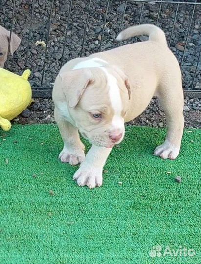 Американский булли