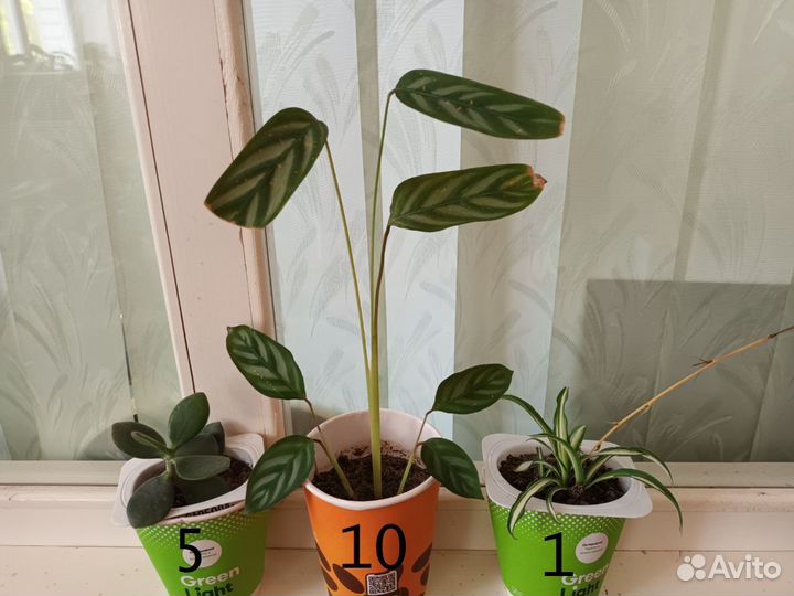 Комнатные цветы