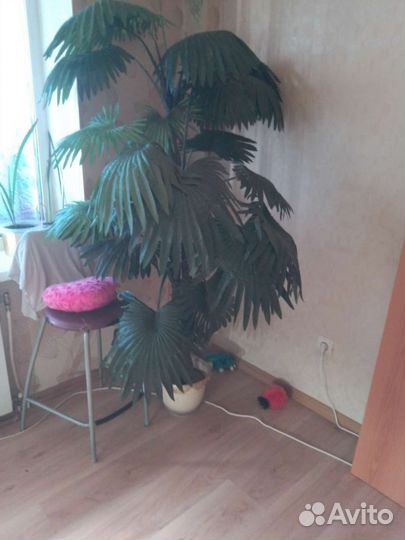 Искусственная пальма бу