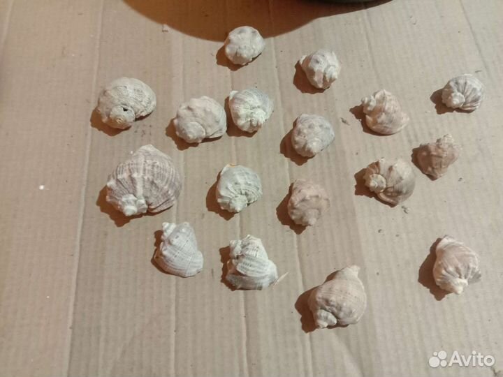 Морские ракушки раковины