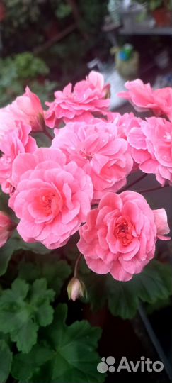 Сортовые пеларгонии