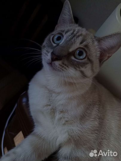 Кошка в дар