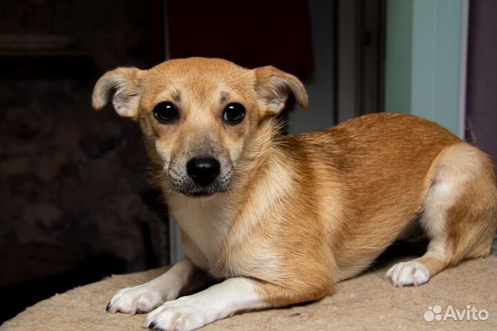 Щенок девочка Кико в добрые ручки