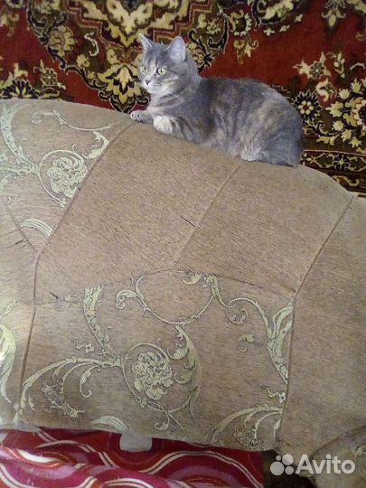 Отдам в дар в добрые руки котят