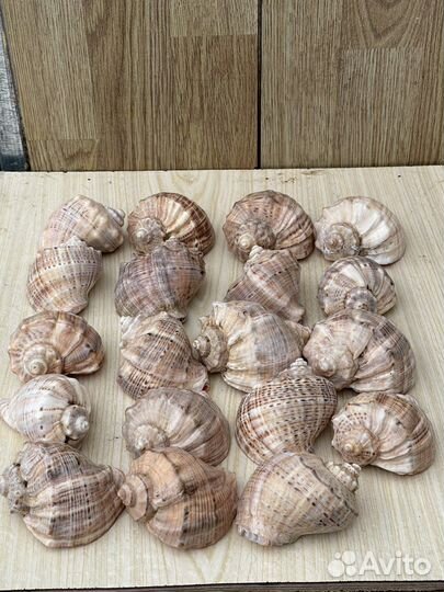 Ракушки разных размеров