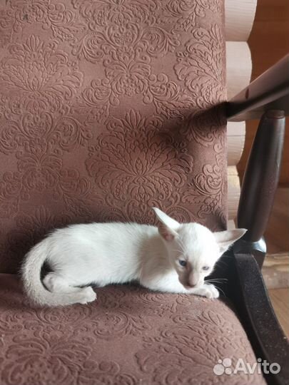 Ориентальные котята